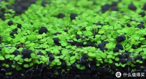 魚缸造景新手教程，新手養魚缸造景教程（aquascaping）魚缸造景教程
