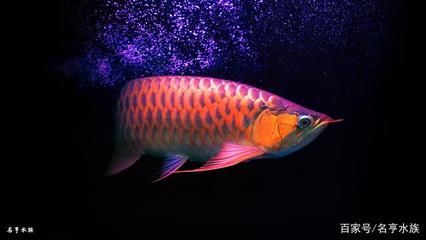 紅龍魚高清手機壁紙（如何獲取紅龍魚的高清手機壁紙）