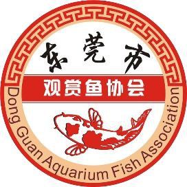 錦鯉白寫圖片
