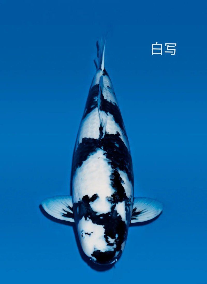 錦鯉白寫圖片