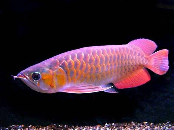 紅龍魚的最好品種4.5公分多少錢一條？