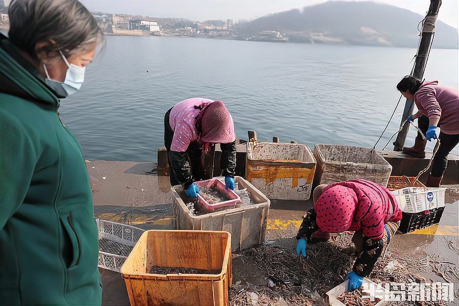 海龍魚又叫什么名字 海龍魚又叫什么名字 龍魚百科 第5張