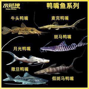 撒旦鴨嘴能和龍魚混養嗎，撒旦鴨嘴可以與龍魚混養嗎？