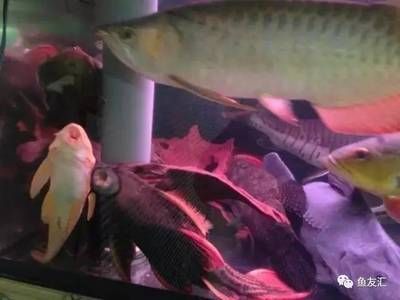 撒旦鴨嘴能和龍魚混養嗎，撒旦鴨嘴可以與龍魚混養嗎？