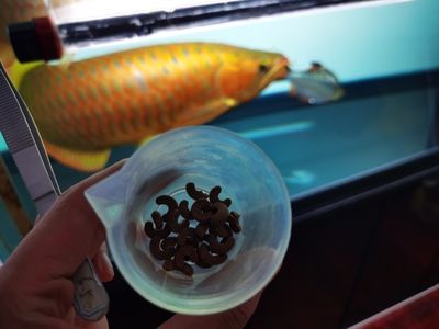 金龍魚24公分腹部顏色淺正常嗎【金龍魚24公分腹部顏色淺正常發色情況：正常嗎】 金龍魚24公分腹部顏色淺正常嗎【金龍魚24公分腹部顏色淺正常發色情況：正常嗎】 龍魚百科
