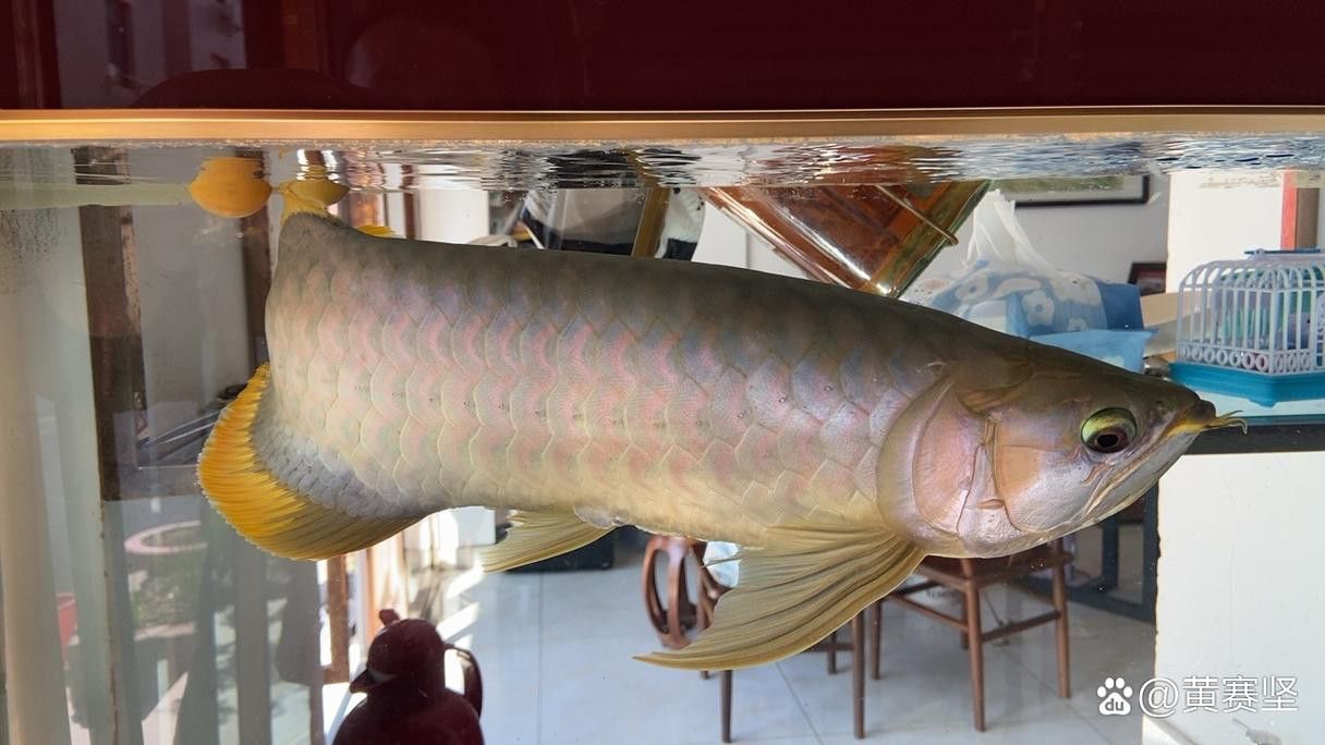 如何辨別龍魚品種的真偽？