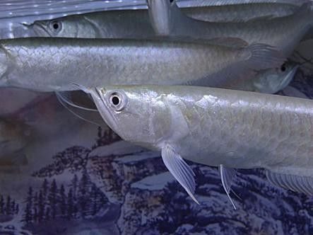 銀龍魚(yú)圖片大全大圖公母區(qū)別對(duì)比