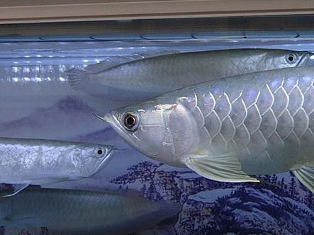 銀龍魚(yú)圖片大全大圖公母區(qū)別對(duì)比