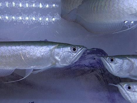 銀龍魚(yú)圖片大全大圖公母區(qū)別對(duì)比