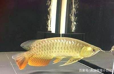 龍魚的常見病癥有哪些圖片和名稱：龍魚常見疾病