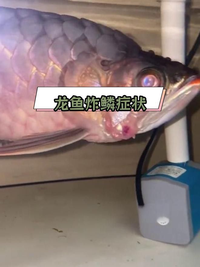 如何判斷龍魚黑身松鱗病的嚴重程度？