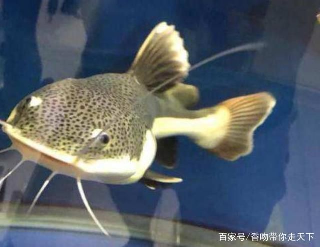 紅尾招財貓魚能和龍魚一起養(yǎng)么：紅尾招財貓魚能否與龍魚一起養(yǎng)，紅尾招財貓魚能否與龍魚一起養(yǎng)么