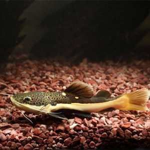 紅尾招財貓魚能和龍魚一起養(yǎng)么：紅尾招財貓魚能否與龍魚一起養(yǎng)，紅尾招財貓魚能否與龍魚一起養(yǎng)么