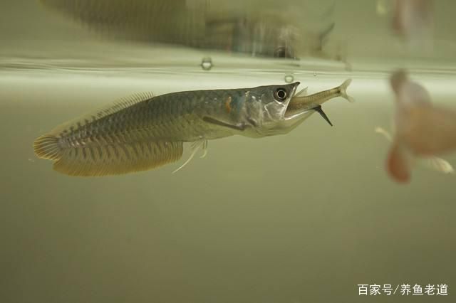 銀龍魚養殖技巧與注意事項：銀龍魚養殖技巧與注意事項摘要：銀龍魚養殖技巧與注意事項 銀龍魚養殖技巧與注意事項：銀龍魚養殖技巧與注意事項摘要：銀龍魚養殖技巧與注意事項 龍魚百科 第5張