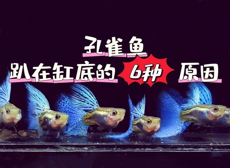 孔雀魚煩躁不安瘋游
