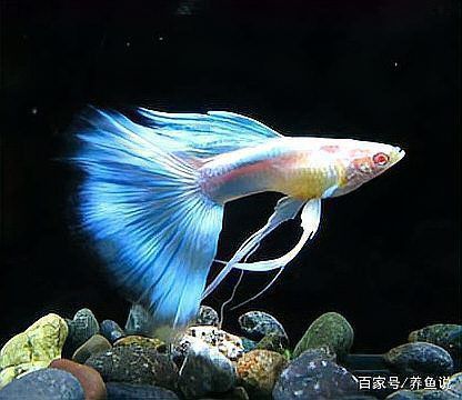 孔雀魚煩躁不安瘋游