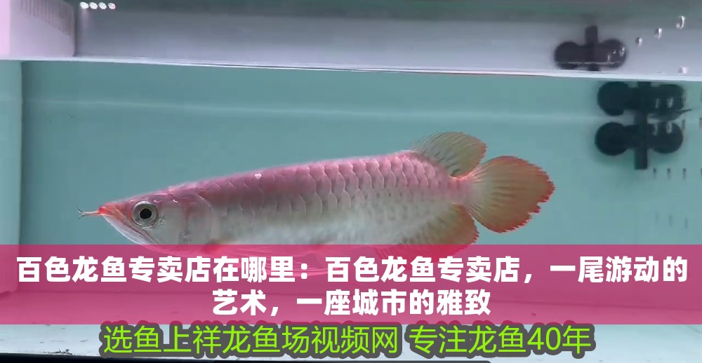 百色龍魚(yú)專賣店在哪里：百色龍魚(yú)專賣店，一尾游動(dòng)的藝術(shù)，一座城市的雅致 百色龍魚(yú)專賣店在哪里：百色龍魚(yú)專賣店，一尾游動(dòng)的藝術(shù)，一座城市的雅致 龍魚(yú)百科 第1張