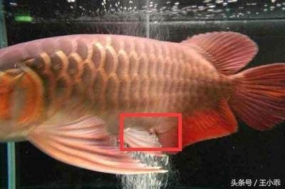 剛買的龍魚應注意什么細節（新手養龍魚注意什么）