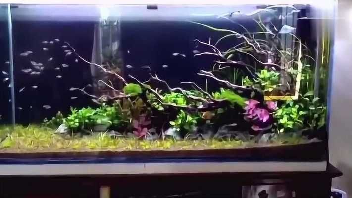 龍魚缸與普通魚缸有什么區別：龍魚缸與普通魚缸價格對比