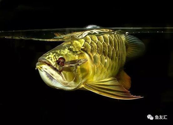 龍魚在缸底不動(dòng)不吃食怎么治它：龍魚在缸底不動(dòng)不吃食可能是由于多種原因引起的