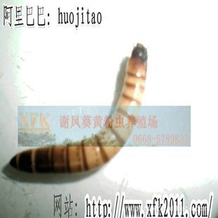 龍魚的糞便需要每天都清理嗎為什么還有蟲卵：龍魚的糞便需要每天都清理嗎