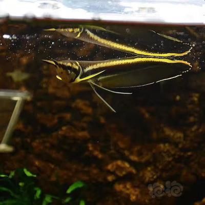 美洲黑帶龍魚：美洲黑帶龍魚在寵物市場上具有一定的經濟價值