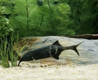 象鼻魚混養最佳伴侶選擇：象鼻魚與雷龍魚混養技巧象鼻魚混養沖突預防方法