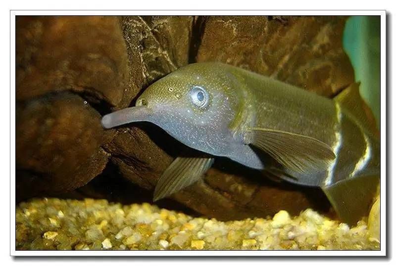 象鼻魚混養最佳伴侶選擇：象鼻魚與雷龍魚混養技巧象鼻魚混養沖突預防方法