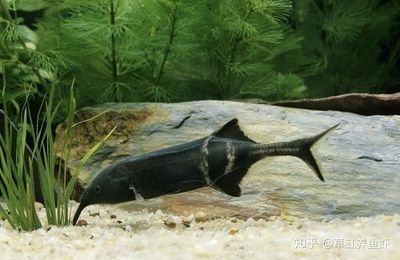 象鼻魚混養最佳伴侶選擇：象鼻魚與雷龍魚混養技巧象鼻魚混養沖突預防方法
