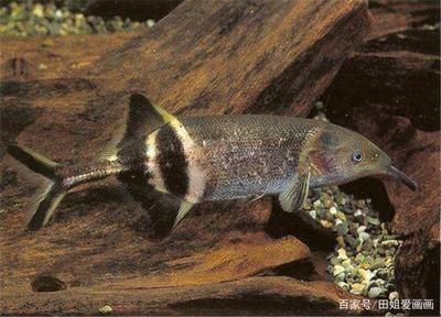 象鼻魚混養最佳伴侶選擇：象鼻魚與雷龍魚混養技巧象鼻魚混養沖突預防方法
