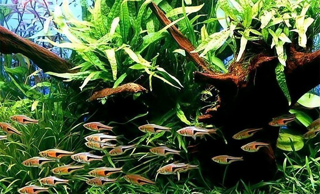 觀賞魚養殖技術要點