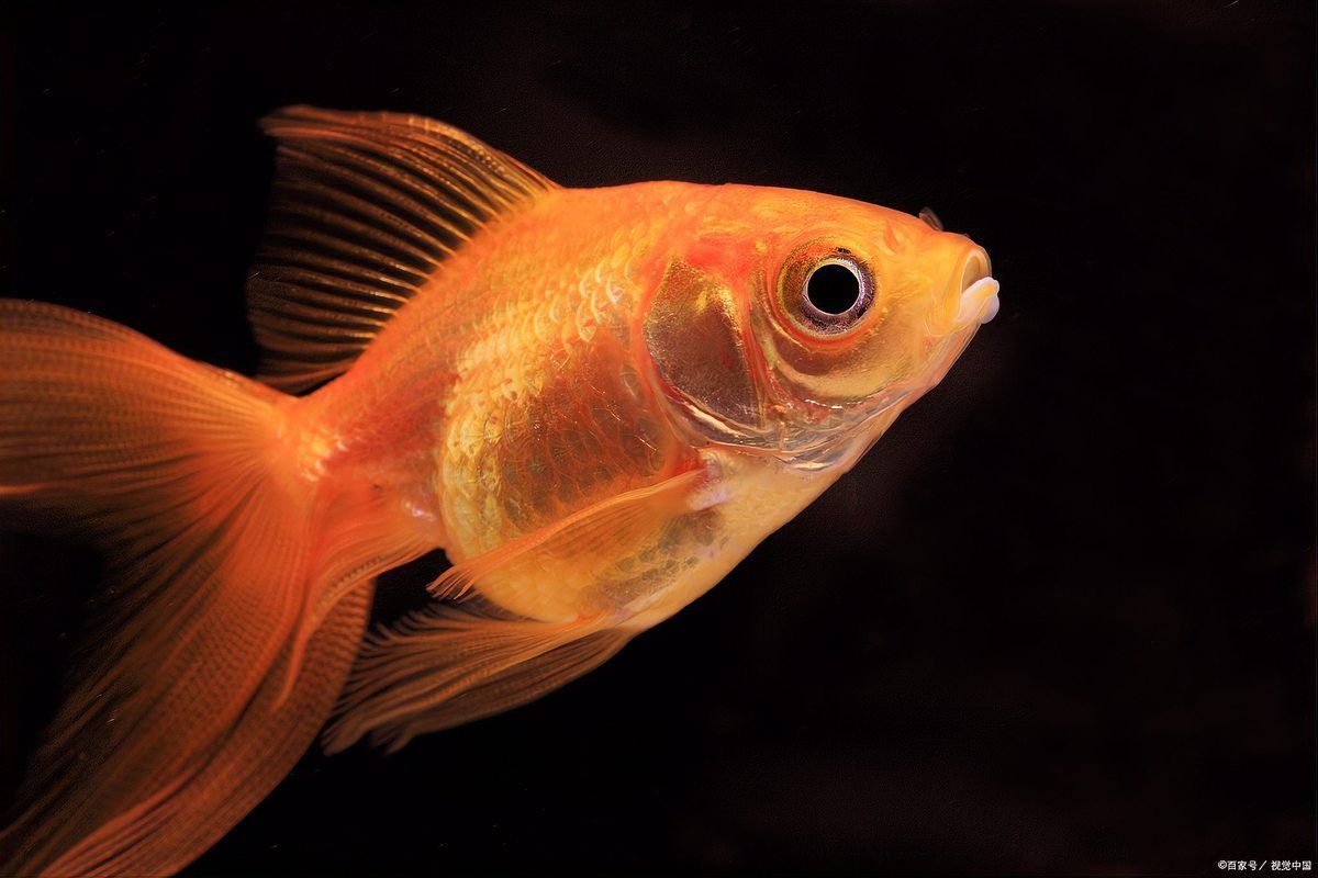 觀賞魚養殖技術要點