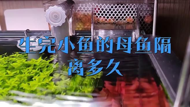 龍魚有時候張大嘴抖動正常嗎：龍魚張大嘴抖動正常嗎 龍魚有時候張大嘴抖動正常嗎：龍魚張大嘴抖動正常嗎 龍魚百科 第1張