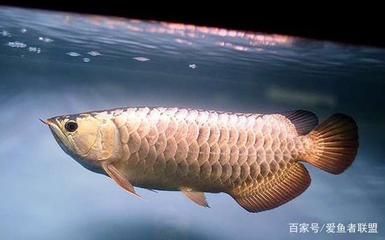家里養龍魚有什么講究（關于家里養龍魚的講究） 家里養龍魚有什么講究（關于家里養龍魚的講究） 龍魚百科 第3張
