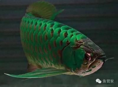 龍魚側游與缸壁的關系（龍魚側游并不直接表明它靠近缸壁，可能是多種因素引起的）