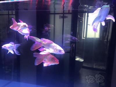 蝴蝶鯉與龍魚混養：蝴蝶鯉與龍魚混養時需要考慮幾個關鍵因素，蝴蝶鯉和龍魚混養
