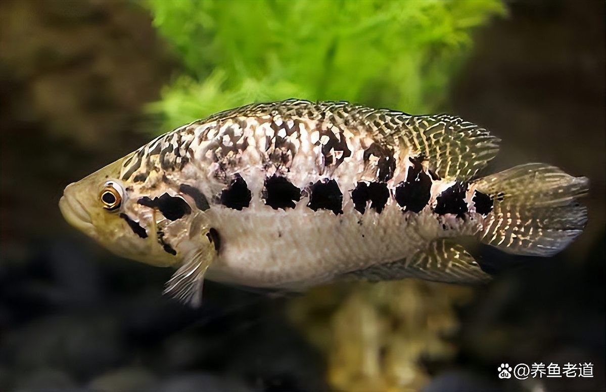 龍魚和虎頭鯊能混養嗎圖片