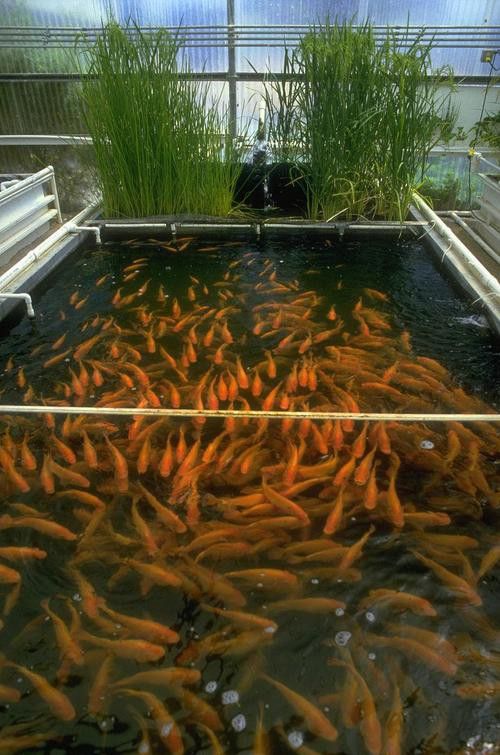 福建金龍魚公司簡介圖片 福建金龍魚公司簡介圖片 龍魚百科 第39張