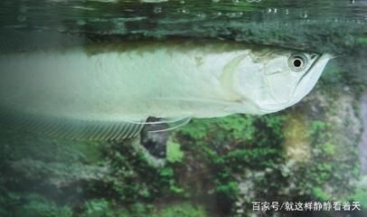 多大的銀龍魚算成魚了（銀龍魚的成長需要經歷一個漫長的過程）