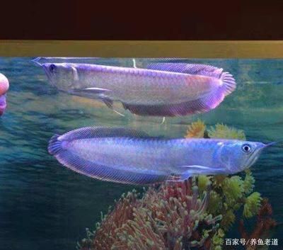多大的銀龍魚算成魚了（銀龍魚的成長需要經歷一個漫長的過程）