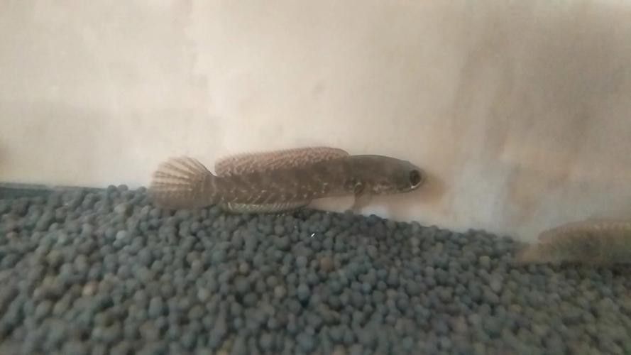 雷龍魚幼魚圖片