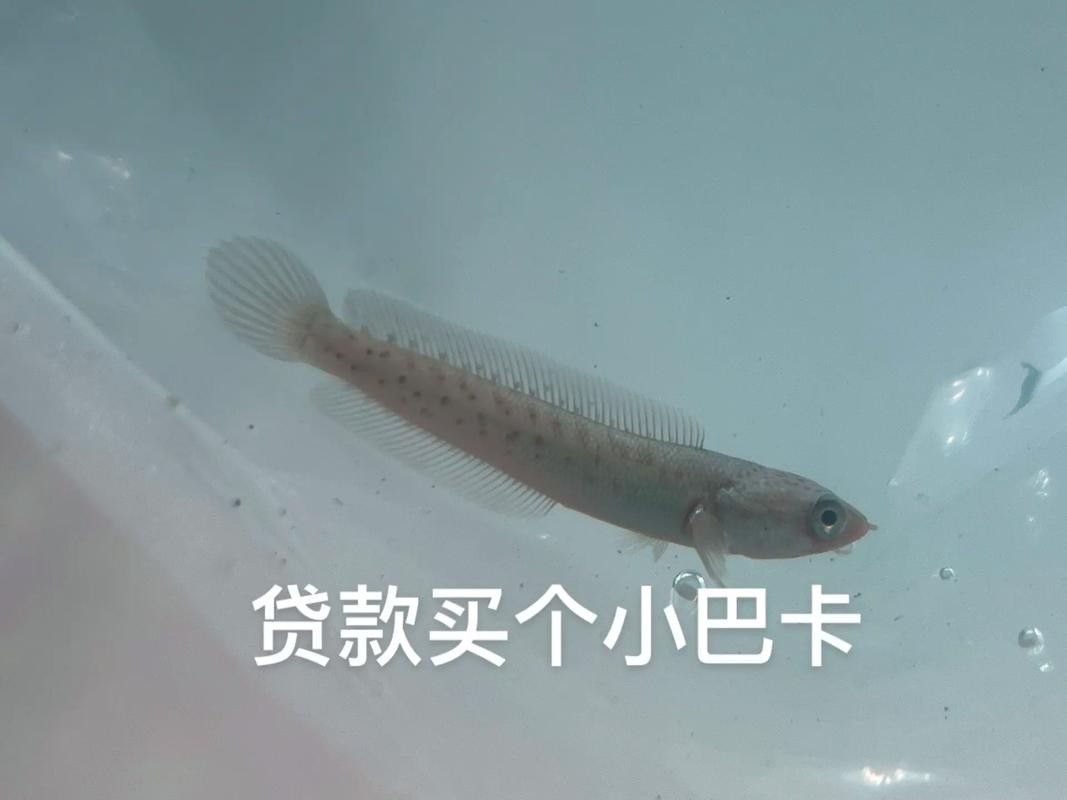 雷龍魚幼魚圖片