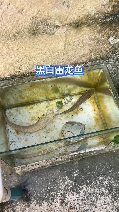 雷龍魚幼魚圖片