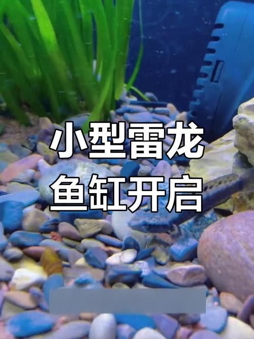 雷龍魚幼魚圖片
