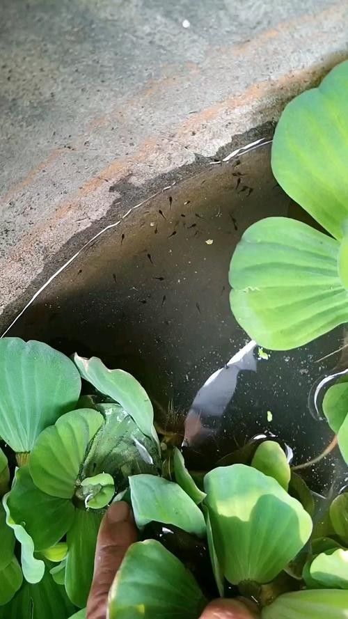 雷龍魚幼魚圖片
