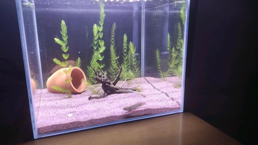 雷龍魚幼魚圖片
