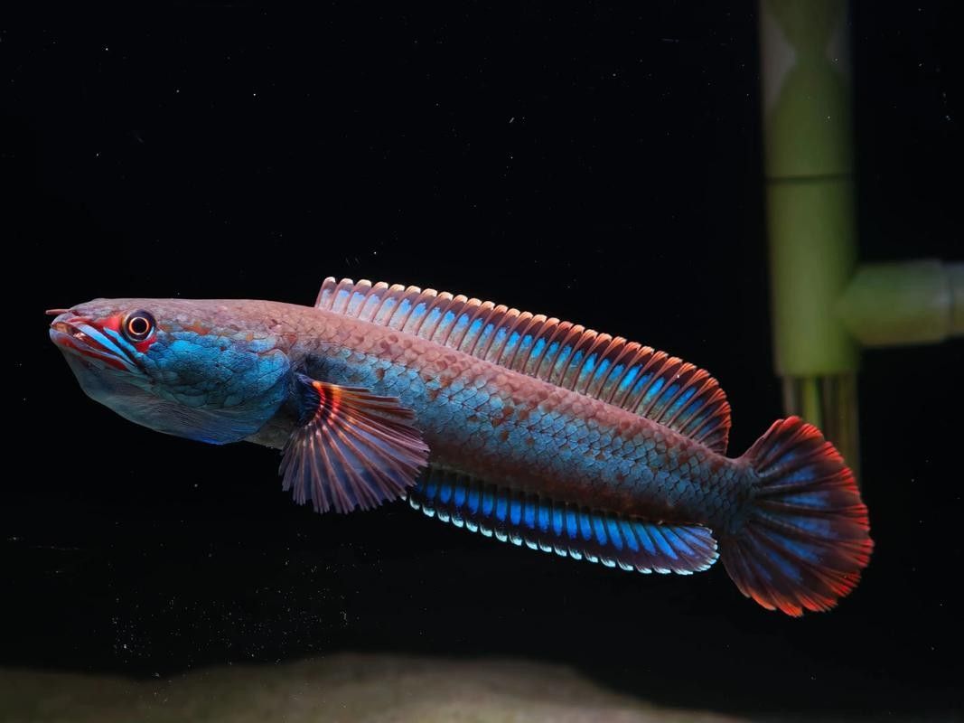 雷龍魚幼魚圖片