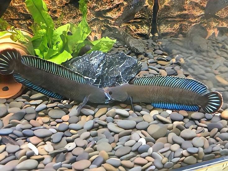 雷龍魚幼魚圖片
