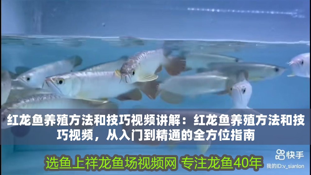 紅龍魚養(yǎng)殖方法和技巧視頻講解：紅龍魚養(yǎng)殖方法和技巧視頻，從入門到精通的全方位指南