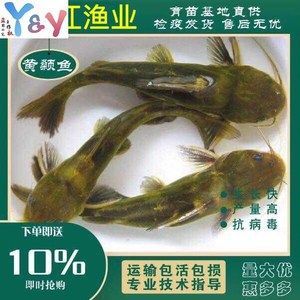 金龍魚怎么做檢疫：進境觀賞水生動物指定隔離檢疫場使用申請